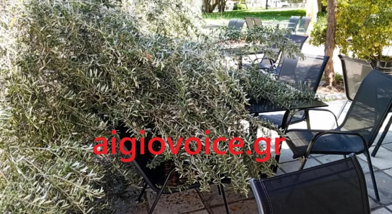 Αίγιο: Η ελιά...έγειρε πάνω στα τραπέζια καφετέριας! Ευτυχώς, αναίμακτα... Αίγιο: Η ελιά...έγειρε πάνω στα τραπέζια καφετέριας! Ευτυχώς, αναίμακτα...