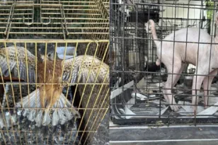 Pet shop–βιτρίνα και σχολή σκύλων κάλυπταν κύκλωμα παράνομης εμπορίας: Πώς η ΕΛ.ΑΣ. εξάρθρωσε το δίκτυο Γέρακα–Παιανίας ΒΙΝΤΕΟ