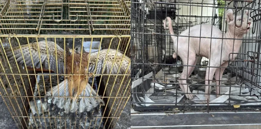 Pet shop–βιτρίνα και σχολή σκύλων κάλυπταν κύκλωμα παράνομης εμπορίας: Πώς η ΕΛ.ΑΣ. εξάρθρωσε το δίκτυο Γέρακα–Παιανίας ΒΙΝΤΕΟ Pet shop–βιτρίνα και σχολή σκύλων κάλυπταν κύκλωμα παράνομης εμπορίας: Πώς η ΕΛ.ΑΣ. εξάρθρωσε το δίκτυο Γέρακα–Παιανίας ΒΙΝΤΕΟ