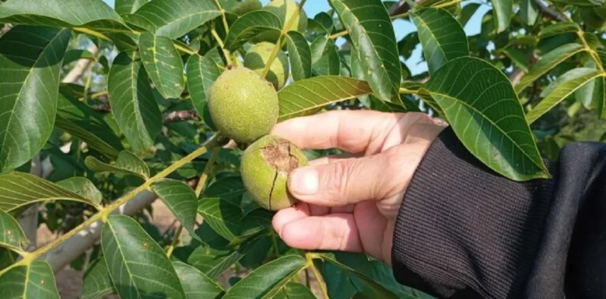 Χαλάζι «φονιάς» στα Γρεβενά και το Τσοτύλι: Καλλιέργειες ισοπεδώθηκαν σε μισή ώρα ΦΩΤΟ Χαλάζι «φονιάς» στα Γρεβενά και το Τσοτύλι: Καλλιέργειες ισοπεδώθηκαν σε μισή ώρα ΦΩΤΟ