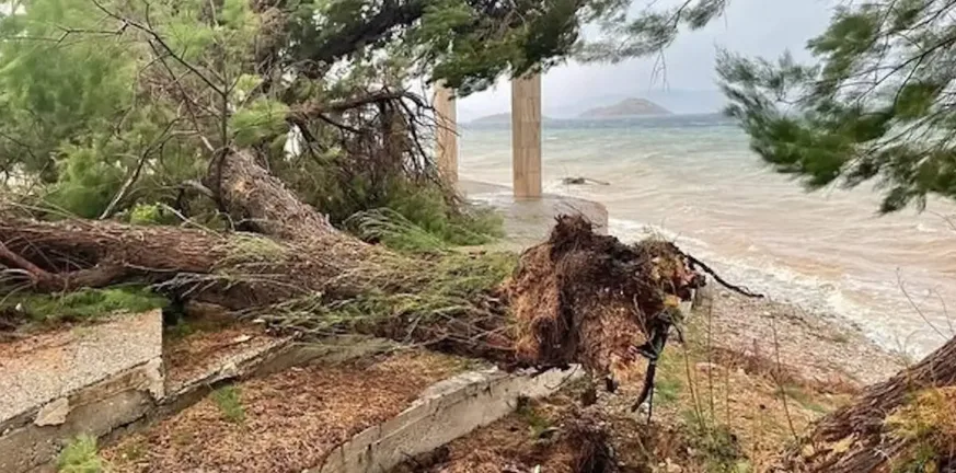 Στα Μέγαρα τους «πήρε και τους σήκωσε»! Μέχρι και δένδρα ξερίζωσε η κακοκαιρία ΒΙΝΤΕΟ, ΦΩΤΟ Στα Μέγαρα τους «πήρε και τους σήκωσε»! Μέχρι και δένδρα ξερίζωσε η κακοκαιρία ΒΙΝΤΕΟ, ΦΩΤΟ