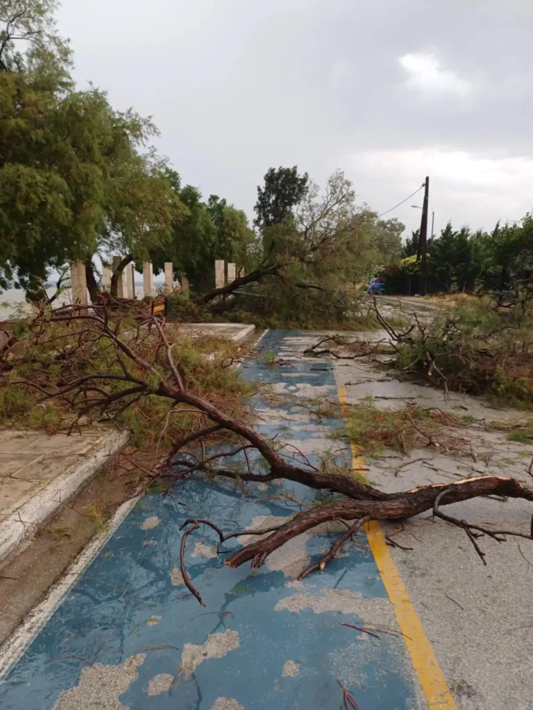 Στα Μέγαρα τους «πήρε και τους σήκωσε»! Μέχρι και δένδρα ξερίζωσε η κακοκαιρία ΒΙΝΤΕΟ, ΦΩΤΟ