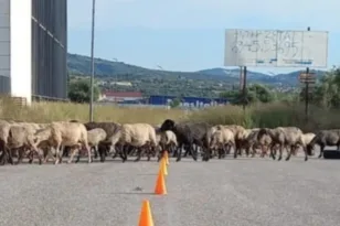 Εξετάσεις  οδήγησης μαζί με… πρόβατα