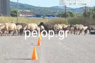 Εξετάσεις οδηγών στην Πάτρα με… πρόβατα!