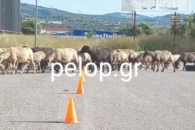 Εξετάσεις οδηγών στην Πάτρα με... πρόβατα!
