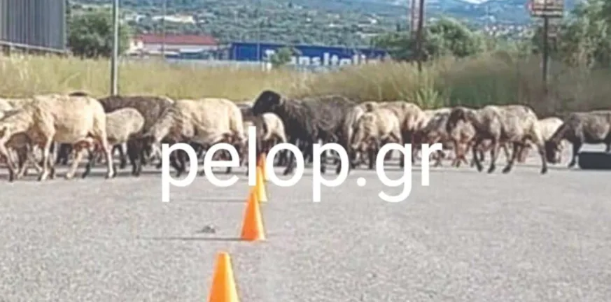 Εξετάσεις οδηγών στην Πάτρα με... πρόβατα!