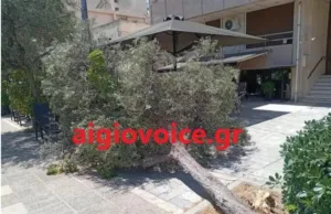 Αίγιο: Η ελιά...έγειρε πάνω στα τραπέζια καφετέριας! Ευτυχώς, αναίμακτα...