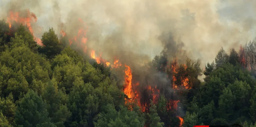 Φωτιά στο Γεράκι Αμαλιάδας: Σηκώθηκαν 14 εναέρια, επιχειρούν 102 πυροσβέστες - Δύσκολη μάχη ΦΩΤΟ