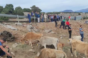 Ένωση Εκτροφέων Βοοειδών: «Αξιότιμοι κ.κ. απατεώνες, κάθε μεγέθους και βαθμίδας, τα καταφέρατε. Τελειώσατε την κτηνοτροφία...»