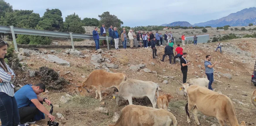 Ένωση Εκτροφέων Βοοειδών: «Αξιότιμοι κ.κ. απατεώνες, κάθε μεγέθους και βαθμίδας, τα καταφέρατε. Τελειώσατε την κτηνοτροφία...» Ένωση Εκτροφέων Βοοειδών: «Αξιότιμοι κ.κ. απατεώνες, κάθε μεγέθους και βαθμίδας, τα καταφέρατε. Τελειώσατε την κτηνοτροφία...»