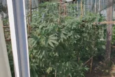 Συνελήφθη χασισοκαλλιεργητής στο Αγρίνιο ΦΩΤΟ
