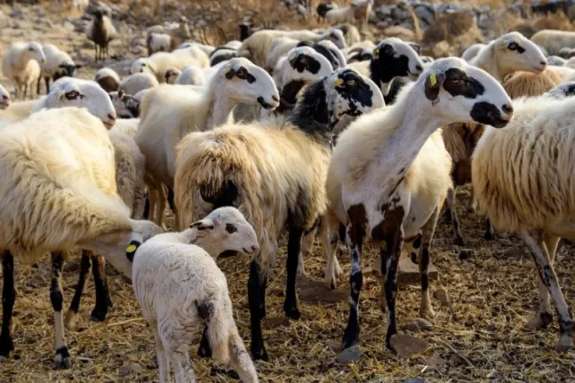 Επτά έκτακτα μέτρα για την ευλογιά των αιγοπροβάτων - Ποιες περιοχές αφορούν