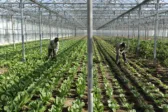 Ηγέτιδα δύναμη στις θερμοκηπιακές καλλιέργειες η Δυτική Ελλάδα με 15.600 καλυμμένα στρέμματα