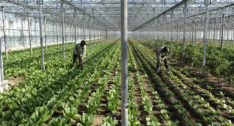 Ηγέτιδα δύναμη στις θερμοκηπιακές καλλιέργειες η Δυτική Ελλάδα με 15.600 καλυμμένα στρέμματα Ηγέτιδα δύναμη στις θερμοκηπιακές καλλιέργειες η Δυτική Ελλάδα με 15.600 καλυμμένα στρέμματα