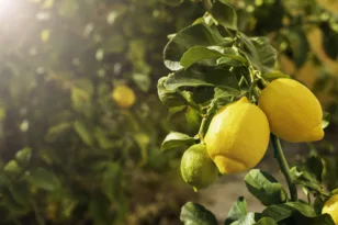 Λεμόνια: Ποιοι τρόποι υπάρχουν για συντήρηση μέχρι και για ένα χρόνο
