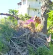 Λακκόπετρα: «Να μη γίνουμε Γηροκομειό!» - Καταγγελίες για ακαθάριστα οικόπεδα ΦΩΤΟ