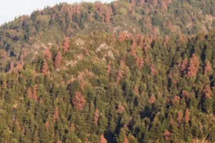 Συναγερμός για τα ελατοδάση: ΚΕΔΕ και ΠΕΔ Δυτικής Ελλάδας ζητούν κήρυξη έκτακτης ανάγκης και εθνικό σχέδιο δράσης