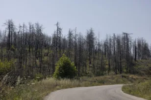 Εύβοια: 52χρονος Αλβανός ο υπεύθυνος για τη φωτιά στα Μεσοχώρια