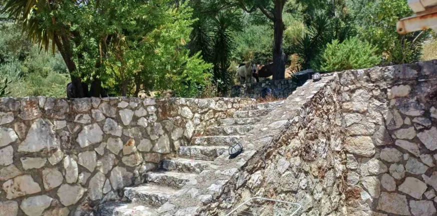 Στα Χιονάτα της Κεφαλονιάς κατεβαίνουν τα άλογα του Αίνου ΒΙΝΤΕΟ Στα Χιονάτα της Κεφαλονιάς κατεβαίνουν τα άλογα του Αίνου ΒΙΝΤΕΟ
