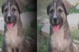 Ινδία: Ένας ήρωας με τέσσερα πόδια, πώς σκύλος έσωσε 67 Ανθρώπους από φονική κατολίσθηση ΒΙΝΤΕΟ