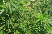 Φυτεία κάνναβης στην Πηνεία: Ενώπιον της Ανακρίτριας ο 70χρονος «εγκέφαλος» και οι τρεις συνεργοί του