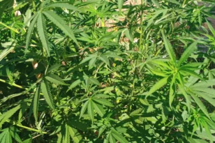 Μεσολόγγι: Πιάστηκε στα…πράσα να καλλιεργεί δενδρύλλια Ινδικής κάνναβης