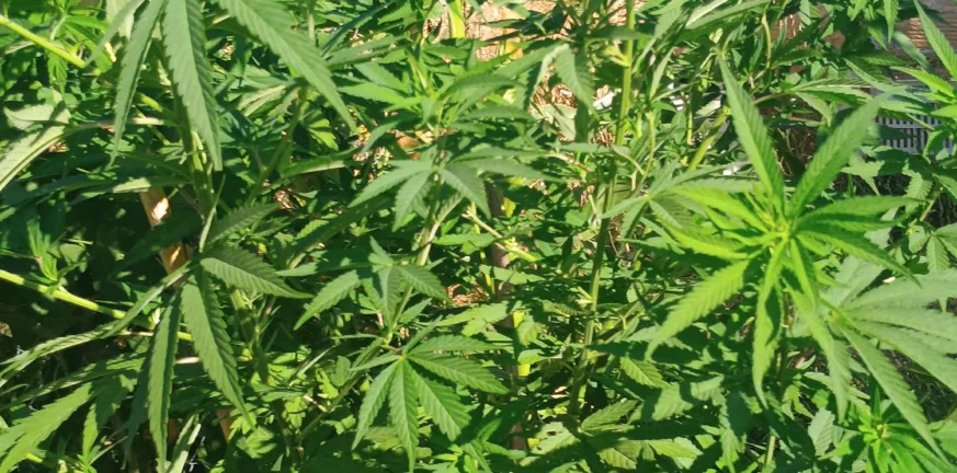 Μεσολόγγι: Πιάστηκε στα...πράσα να καλλιεργεί δενδρύλλια Ινδικής κάνναβης Μεσολόγγι: Πιάστηκε στα...πράσα να καλλιεργεί δενδρύλλια Ινδικής κάνναβης