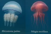 Μετά τις μωβ, ήρθαν και οι γαλάζιες μέδουσες στην Ελλάδα