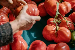 Αγρότης βιοκαλλιεργητής από Βαλένθια: Μη βάζετε ποτέ τις ντομάτες στο ψυγείο