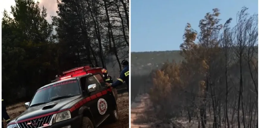 Σε ύφεση η μεγάλη πυρκαγιά στον Ωρωπό – Ανυπολόγιστη η καταστροφή στο δάσος Σε ύφεση η μεγάλη πυρκαγιά στον Ωρωπό – Ανυπολόγιστη η καταστροφή στο δάσος