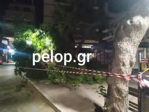 Συναγερμός στην Πλατεία Βουδ, έπεσε δέντρο, στο σημείο ο Αντιδήμαρχος ΦΩΤΟ