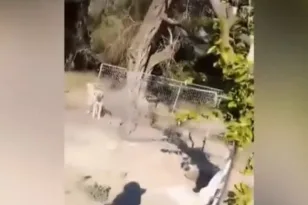 Κολαστήριο σκύλων στην Κέρκυρα: Εικόνες φρίκης με νεκρά και εξαθλιωμένα ζώα