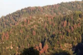 Μεγάλη οικολογική καταστροφή κυρίως στον Χελμό: Γενικός συναγερμός για τα ξερά έλατα