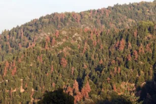 Μεγάλη οικολογική καταστροφή κυρίως στον Χελμό: Γενικός συναγερμός για τα ξερά έλατα