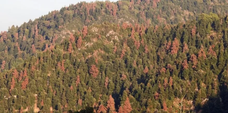 Μεγάλη οικολογική καταστροφή κυρίως στον Χελμό: Γενικός συναγερμός για τα ξερά έλατα Μεγάλη οικολογική καταστροφή κυρίως στον Χελμό: Γενικός συναγερμός για τα ξερά έλατα