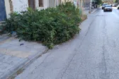 Ο …θάμνος στη Βορείου Ηπείρου