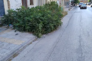 Ο …θάμνος στη Βορείου Ηπείρου