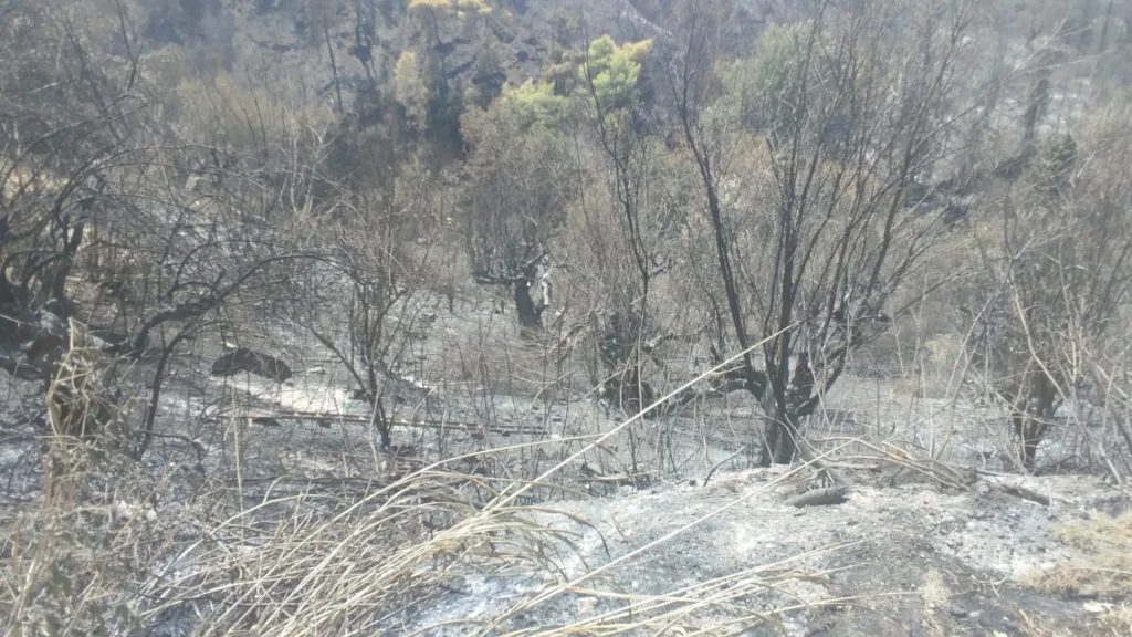 Πάτρα: Έκκληση του Πολιτιστικού Συλλόγου Μπάλλα για στήριξη μετά τις πυρκαγιές