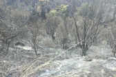 Πάτρα: Αυτοψία στις καμένες περιοχές από τον πρόεδρο του ΓΕΩΤ.Ε.Ε