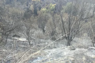 Πάτρα: Αυτοψία στις καμένες περιοχές από τον πρόεδρο του ΓΕΩΤ.Ε.Ε