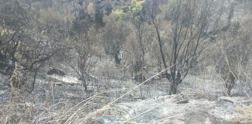 Πάτρα: Αυτοψία στις καμένες περιοχές από τον πρόεδρο του ΓΕΩΤ.Ε.Ε Πάτρα: Αυτοψία στις καμένες περιοχές από τον πρόεδρο του ΓΕΩΤ.Ε.Ε