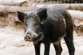 Αγριογούρουνο εμβόλισε ΙΧ στην παλαιά Αντιρρίου–Ιωαννίνων: Γλίτωσαν τα χειρότερα οι επιβάτες