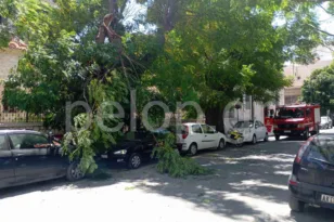 Ισχυροί άνεμοι στην Πάτρα: Κλάρα δέντρου έσπασε και έπεσε πίσω από τον Ι.Ν. Αγίου Ανδρέα