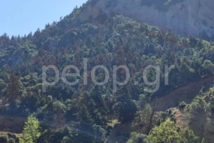 Τα ελατοδάση εκπέμπουν SOS – Ανησυχητικές εικόνες στην αυτοψία της «Π» στα Καλάβρυτα