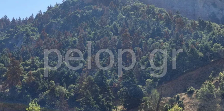 Τα ελατοδάση εκπέμπουν SOS - Ανησυχητικές εικόνες στην αυτοψία της «Π» στα Καλάβρυτα Τα ελατοδάση εκπέμπουν SOS - Ανησυχητικές εικόνες στην αυτοψία της «Π» στα Καλάβρυτα