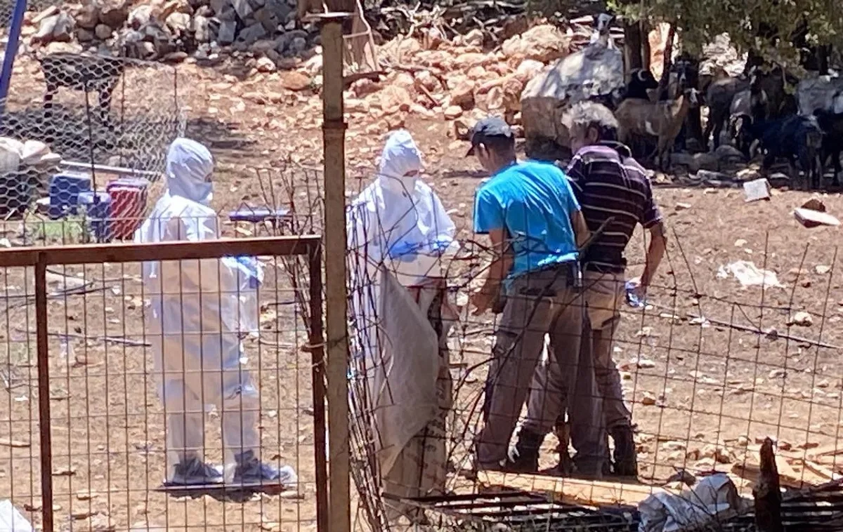 Η ευλογία έσπειρε την καταστροφή, ξεπέρασαν τις 75.000 οι θανατώσεις αιγοπροβάτων τον Οκτώβριο Η ευλογία έσπειρε την καταστροφή, ξεπέρασαν τις 75.000 οι θανατώσεις αιγοπροβάτων τον Οκτώβριο