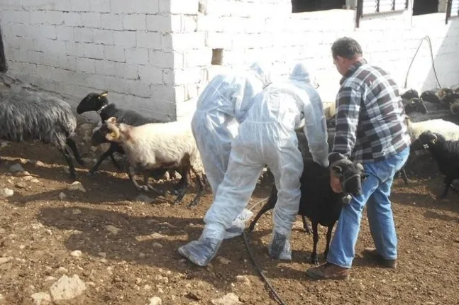 Ευλογιά αιγοπροβάτων στην Αρκαδία: Θανατώθηκαν 230 ζώα – «Μας έκλεισαν μέσα στους 40 βαθμούς»