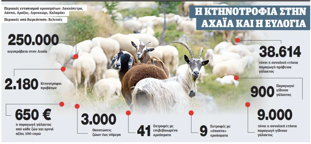 Εφιάλτης ευλογιάς στην Αχαΐα: Κινδυνεύουν 250.000 αιγοπρόβατα σε όλο τον Νομό - Κτηνοτρόφοι σε απόγνωση