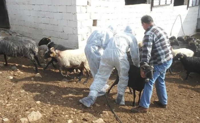 Ωρολογιακή βόμβα: Διαστάσεις παίρνει η ευλογιά των αιγοπροβάτων στη Δυτική Αχαΐα - Εφιάλτης για τους κτηνοτρόφους