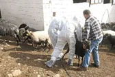 Εφιάλτης ευλογιάς στην Αχαΐα: Κινδυνεύουν 250.000 αιγοπρόβατα σε όλο τον Νομό - Κτηνοτρόφοι σε απόγνωση